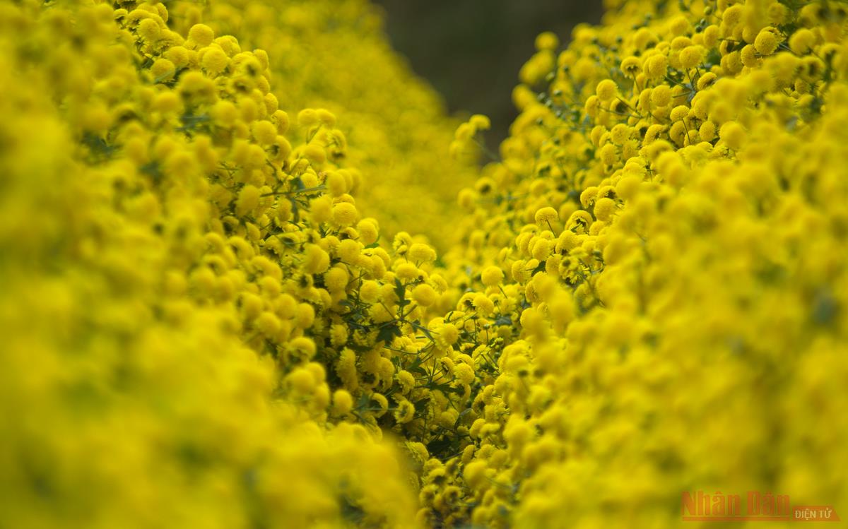 Hoa cúc Chi làm trà hoa cúc