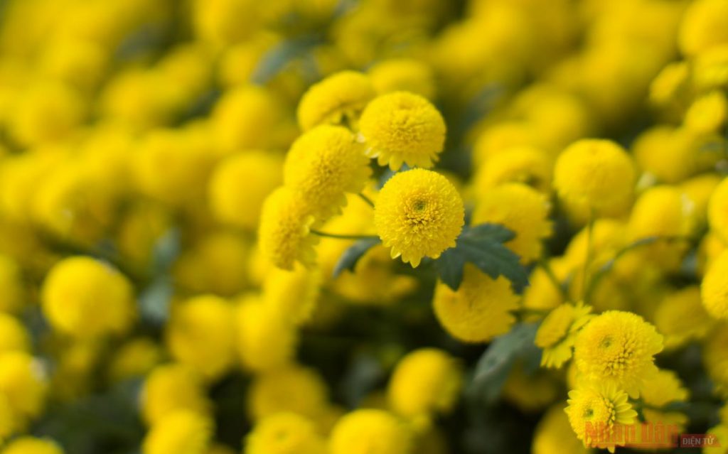 Hoa cúc Chi làm trà hoa cúc 3