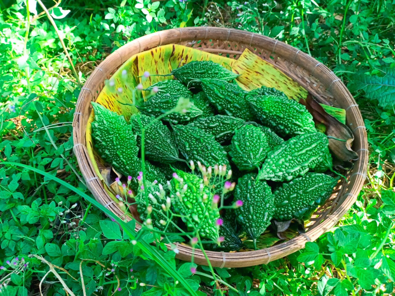  khổ qua trong trà cung đình