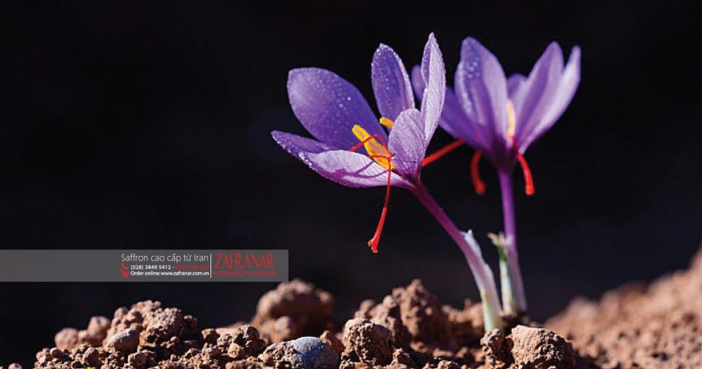Trà Saffron - Thức uống thảo dược "dưỡng nhan sắc"