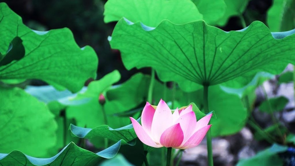 Mách bạn những thức trà hạ huyết áp không thể bỏ qua!