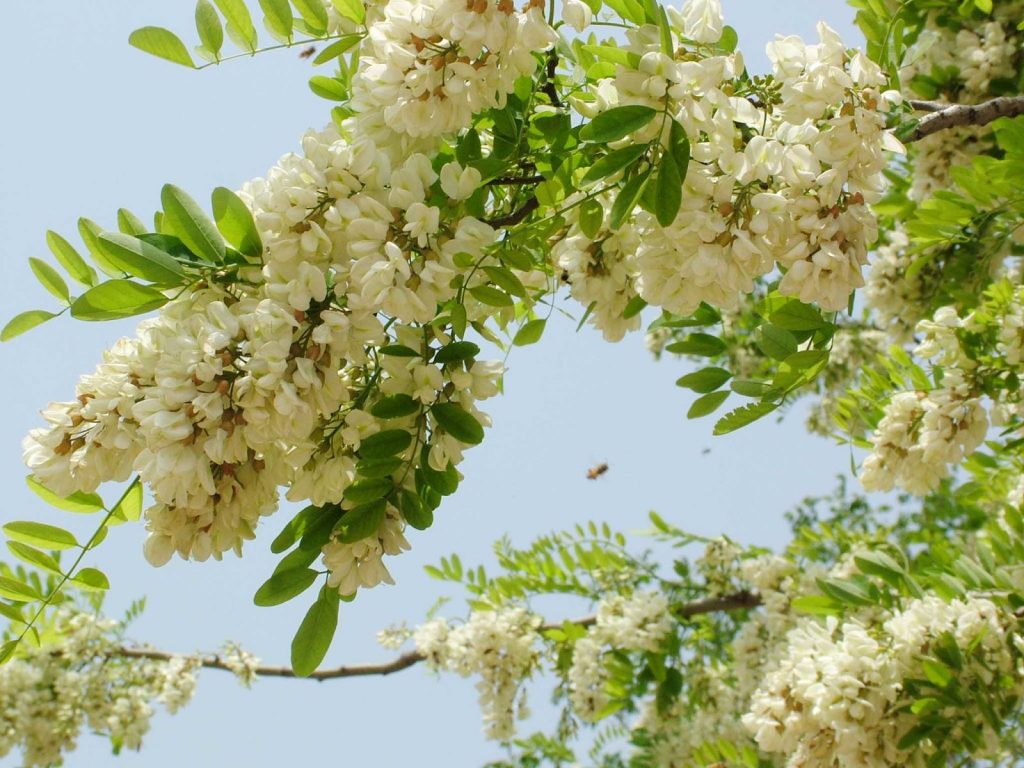 Hình ảnh hoa hòe đẹp