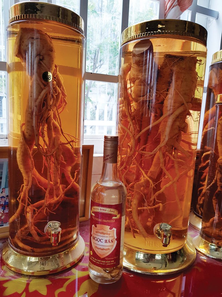 Một số phương pháp ngâm rượu đinh lăng tốt cho sức khỏe 1