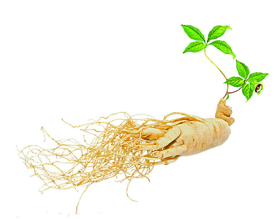 Rượu sâm và những công dụng thần kỳ với sức khỏe 3